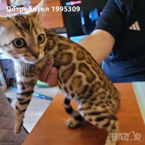 Бенгалски котета, снимка 9 - Други - 50151079