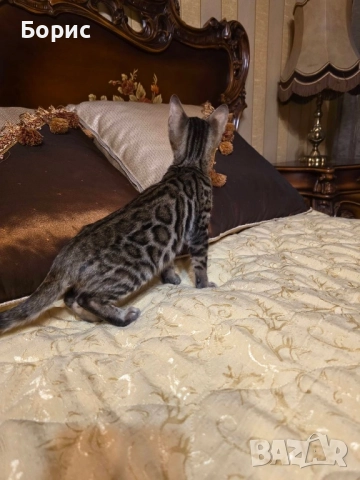 Бенгалско коте, снимка 6 - Бенгалски - 40146006