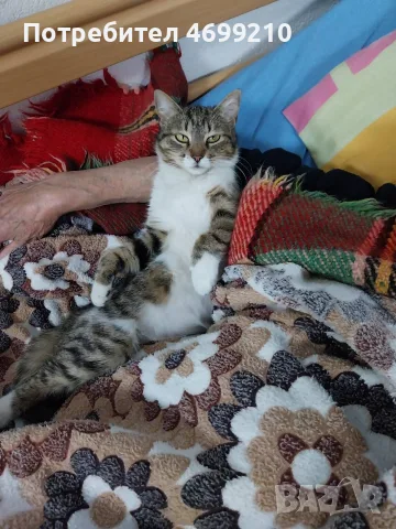 Подаряваме котенце , снимка 3 - Други - 56216095