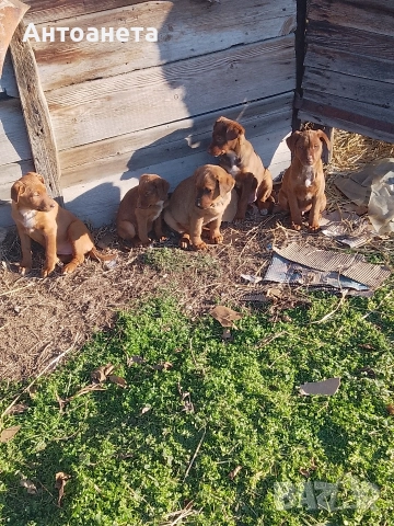 Подарявам, снимка 2 - Други - 52925614