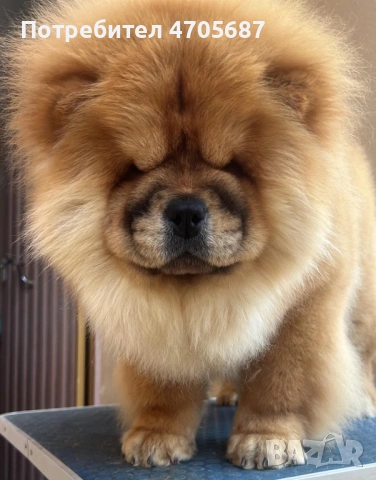 Чисто кръвни бебета със родословие