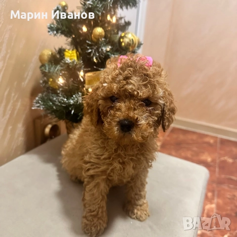 Мини пуделчета с две ваксини!, снимка 4 - Пудели - 52806037
