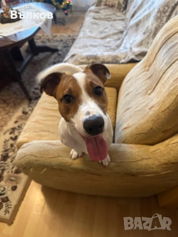 Джак-ръсел териер, снимка 3 - Джак ръсел териер - 52933467