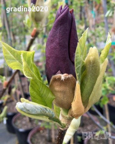 Magnolia Black Beauty - Черна красавица, снимка 3 - Градински цветя и растения - 29894955