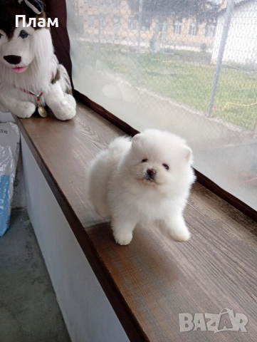 Бели Померани, снимка 8 - Померан - 54057926