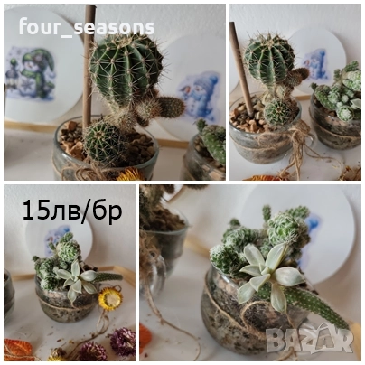 Кактуси, снимка 2 - Градински цветя и растения - 51905969