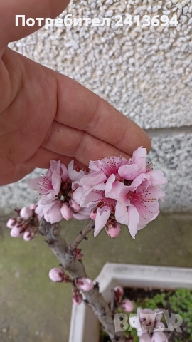 праскова червенолистна , снимка 2 - Градински цветя и растения - 54015433