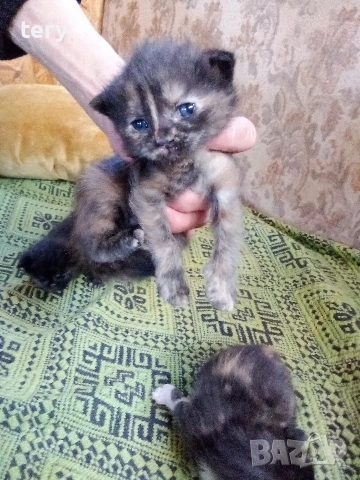 Продавам полуперсичета бебета Варна , снимка 2 - Персийска - 54323825