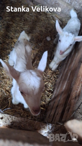 Продавам малки ярета, снимка 3 - Кози - 53270794
