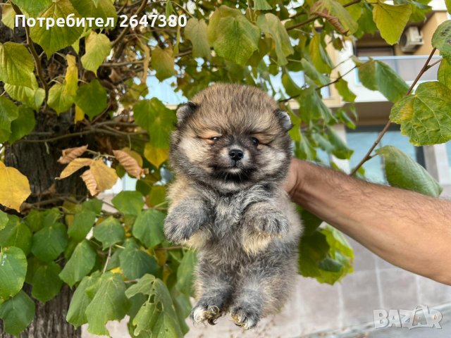 Померанчета, снимка 3 - Померан - 42662808