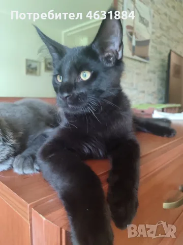 Коте от породата Мейн Кун, снимка 3 - Мейн кун - 56274782