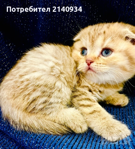 Шотландско клепоухо момиче с плюшена козина – златно таби, снимка 2 - Британска късокосместа - 52925984