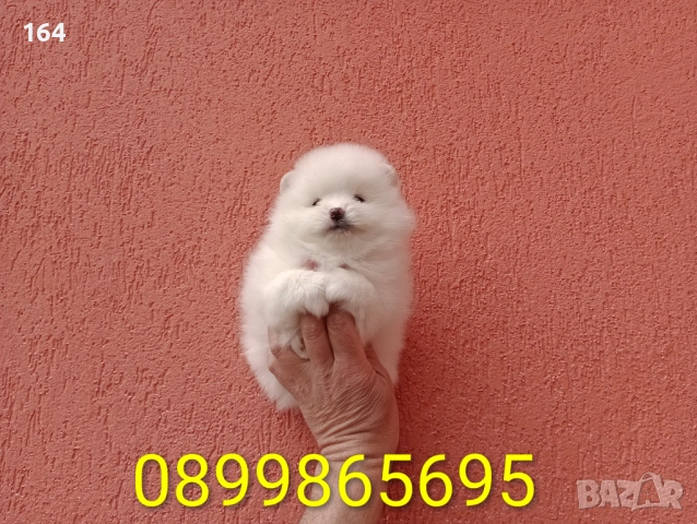 Померани. Реални снимки от 29.03.26 г. , снимка 2 - Померан - 53980464