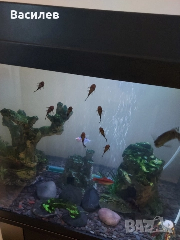 Сомчета Анциструс - Обикновен сом, снимка 4 - Рибки - 52392498