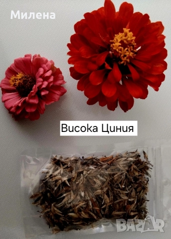 Семена висока и ниска циния , снимка 18 - Сортови семена и луковици - 49165896