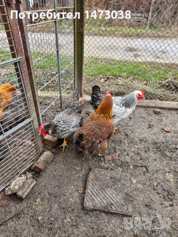Яйца от катунски кокошки , снимка 1 - други­ - 44572002