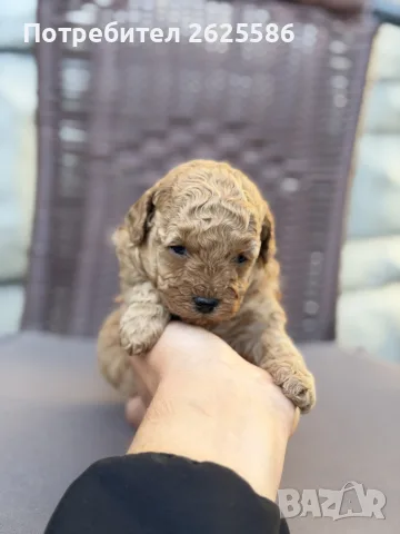 Той пудел toy poodle, снимка 3 - Пудели - 56356970
