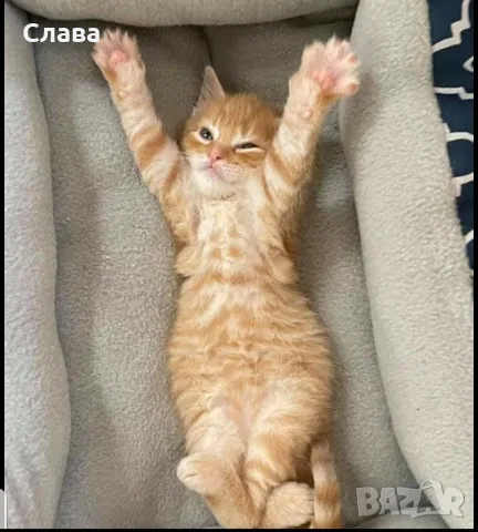 Подарявам коте на 2 месеца