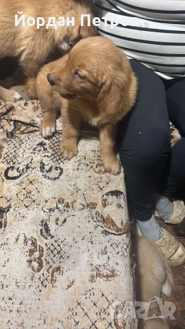 Голдън ретривър , снимка 3 - Голдън ретривър - 53274440