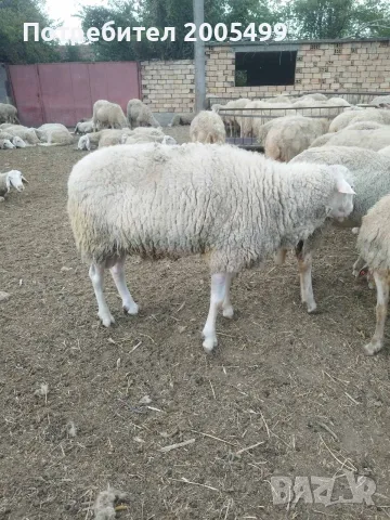 Продавам... КОЧ.. на... 2..години,порода...,ФРИЗИЙСКА, снимка 2 - Овце - 55877308
