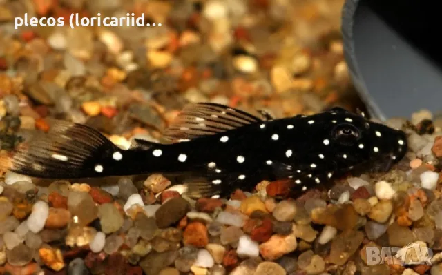 L 107/184 Brilliant Bristlenose, снимка 4 - Рибки - 48959835