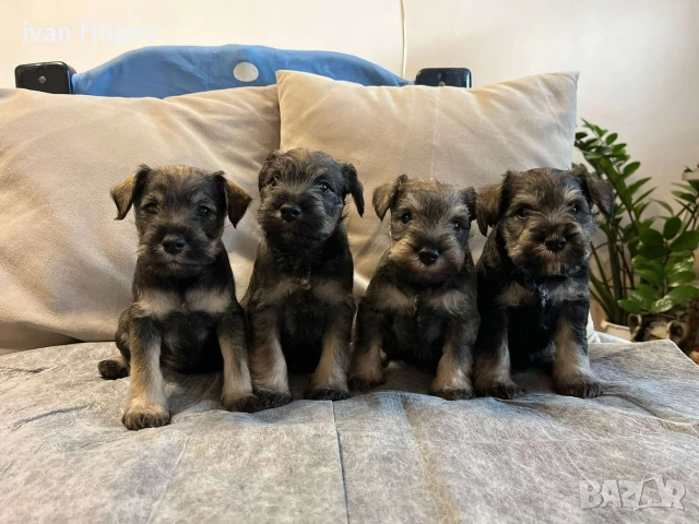 Мини шнауцер/цверг шнауцер