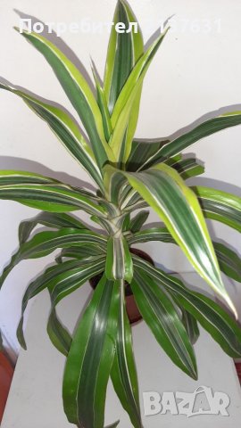 ДРАЦЕНА  ФРАГРАНС , снимка 1