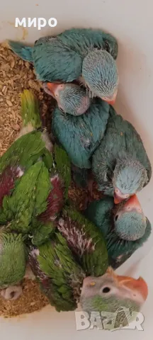 Бебета Малък Александър - ръчно хранени!, снимка 9 - Папагали - 50032602