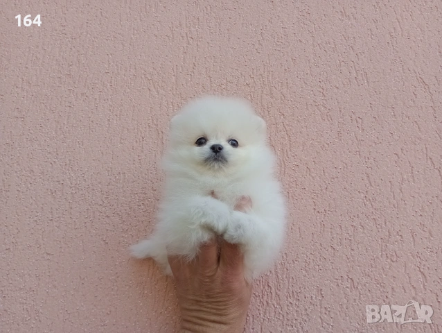 Бели Померани. Реални снимки от 19.04.26 г. , снимка 5 - Померан - 54209106