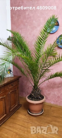 Продава големи финикови палми