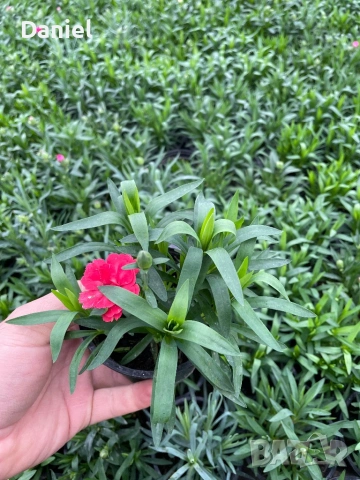 Карамфил, снимка 4 - Градински цветя и растения - 53354547