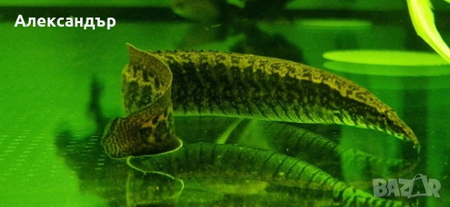 macrognathus taeniagaster 2 бр., снимка 3 - Рибки - 52369924