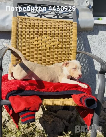 American Bully XL, снимка 4 - Американски стафордширски териер - 56440660