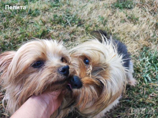 Мини йоркширски териери, снимка 11 - Йоркширски териер - 51977621
