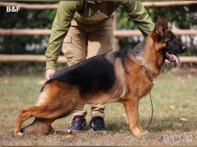 НЕМСКА ОВЧАРКА ШОУ КЛАС !!!, снимка 3 - Немска овчарка - 53875182