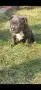 Топ Американско були покет American bully , снимка 10