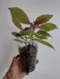 Колерия, kohleria red, снимка 3