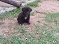 Продавам кученца Кане Корсо , снимка 10