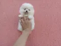 Чисто бели Померанчета. Реални снимки !!!, снимка 17