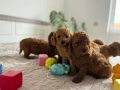 Продавам мини пуделчета , снимка 4