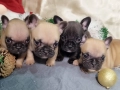 Френски булдог - бебета, снимка 2