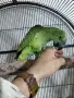 Последно бебе синьочела амазона, снимка 3