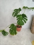 Monstera Deliciosa , снимка 1