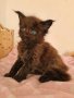 Чистокръвно котенце от породата Мейн Куун, снимка 1 - Мейн кун - 44143575