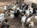 Кокошки - Невероятни брами, снимка 5