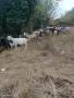 Свободни 40 бр кози, снимка 2