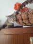 Дом за малко коте., снимка 10