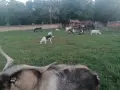 Кози с ярета и пръчове , снимка 8