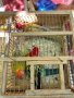 Продавам папагали Розели- пъстри светли и тъмни, снимка 1 - Папагали - 42199220