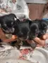 Продавам чорки 3 женски и 1 мъжко , снимка 2